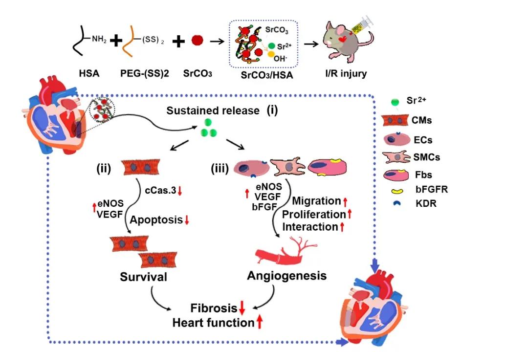 上海硅酸盐所联合上海营养与健康所在锶离子治疗心肌缺血/再灌注损伤