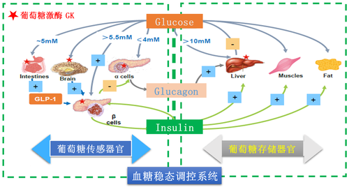 糖尿病101